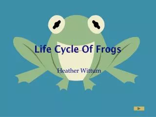 Life Cycle Of Frogs