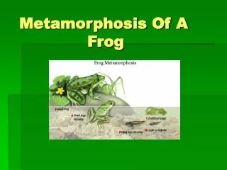 Metamorphosis Of A 			Frog