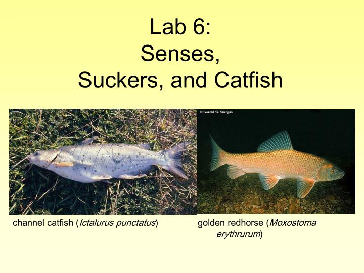 lab 6 senses suckers and catfish