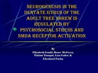 Neurogenesis in the Dentate Gyrus of the Adult Tree Shrew Is Regulated by Psychosocial Stress and NMDA Receptor Act