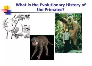 What is the Evolutionary History of the Primates?
