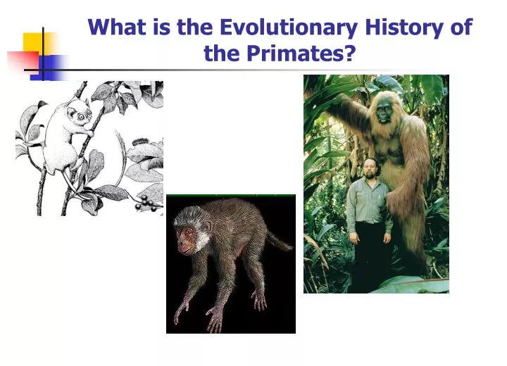 what is the evolutionary history of the primates