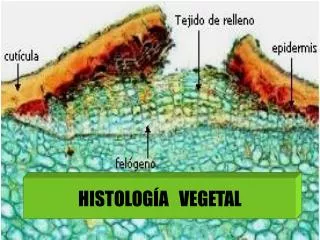 histolog a vegetal