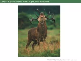 Chapter 9 Opener: When a bull elk bugles, other males listen