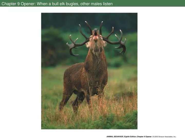 chapter 9 opener when a bull elk bugles other males listen