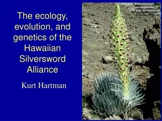 The ecology, evolution, and genetics of the Hawaiian Silversword Alliance