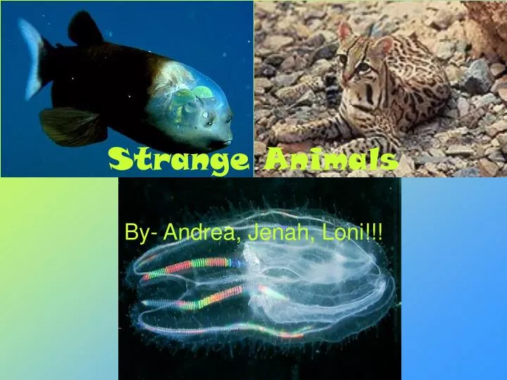 strange animals