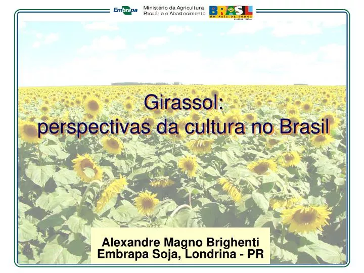girassol perspectivas da cultura no brasil