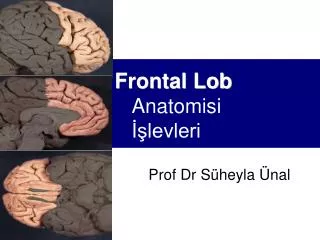 frontal lob anatomisi levleri