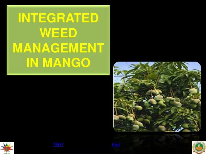integrated weed management in mango