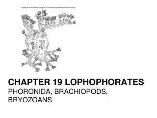 Chapter 19 Lophophorates Phoronida , brachiopods, bryozoans