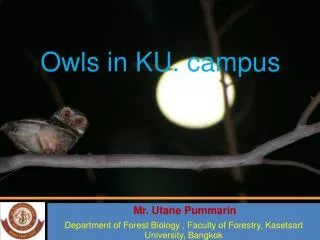 owls in ku campus