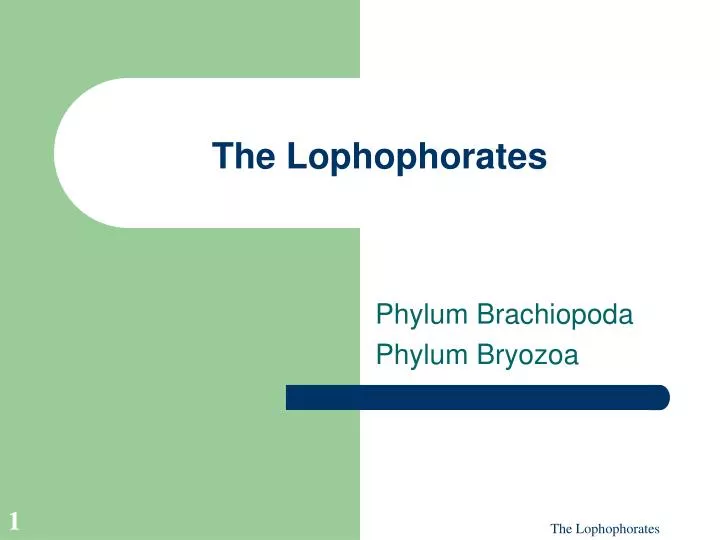 the lophophorates