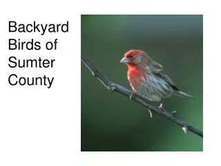 Backyard Birds of Sumter County