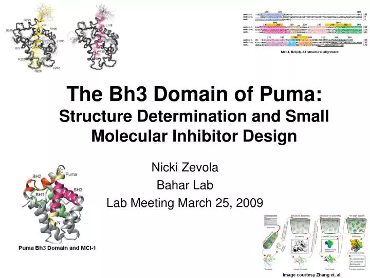 the bh3 domain of puma structure determination and small molecular inhibitor design