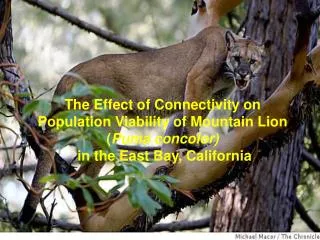 The Effect of Connectivity on Population Viability of Mountain Lion ( Puma concolor) in the East Bay, California