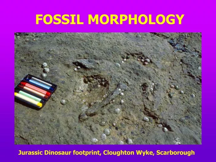 fossil morphology