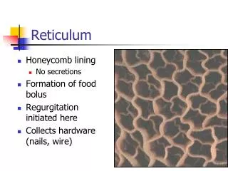 Reticulum