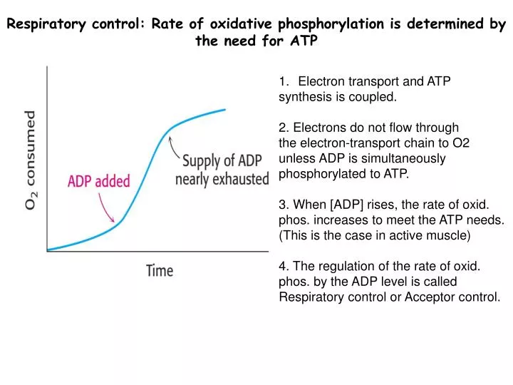 respiratory control rate of oxidative phosphorylation is determined by the need for atp