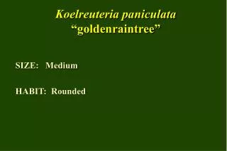 Koelreuteria paniculata “goldenraintree”