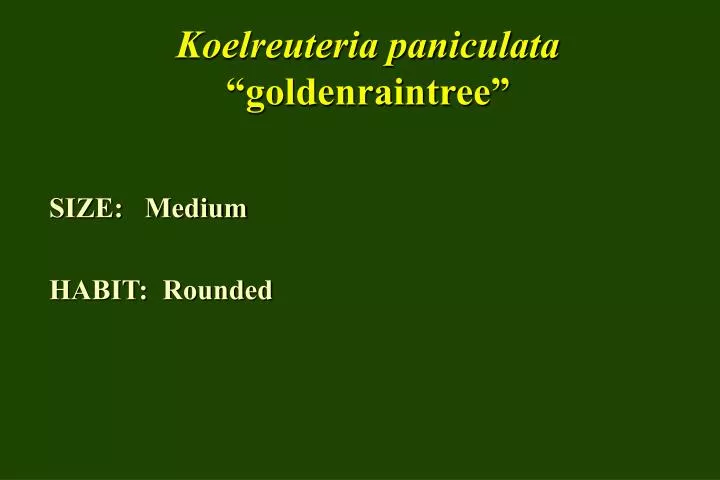 koelreuteria paniculata goldenraintree