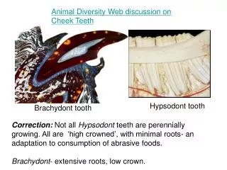 Brachydont tooth
