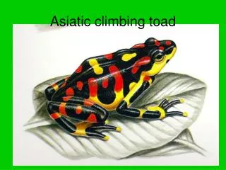 Asiatic climbing toad