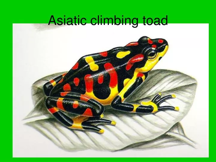 asiatic climbing toad