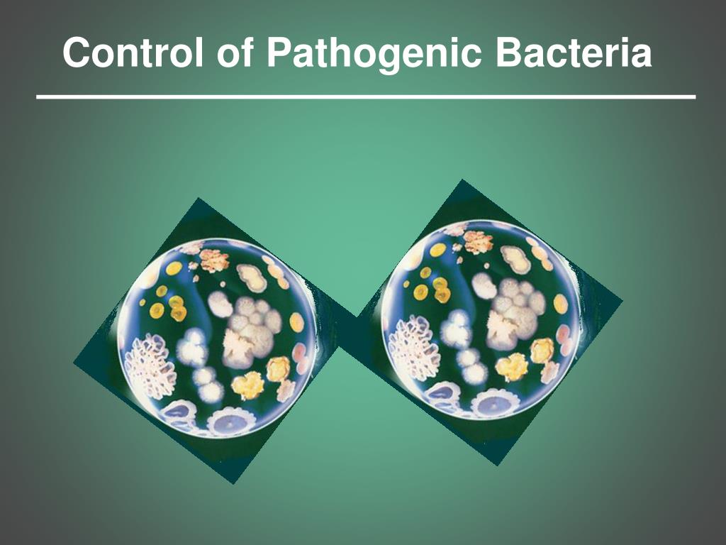 Pathogenia PPT - Control of Pathogenic Bacteria PowerPoint Presentation, free ...