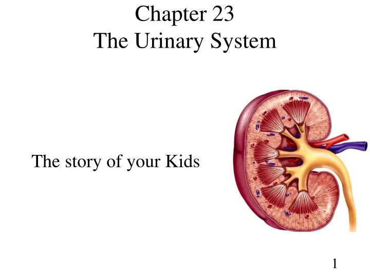 chapter 23 the urinary system