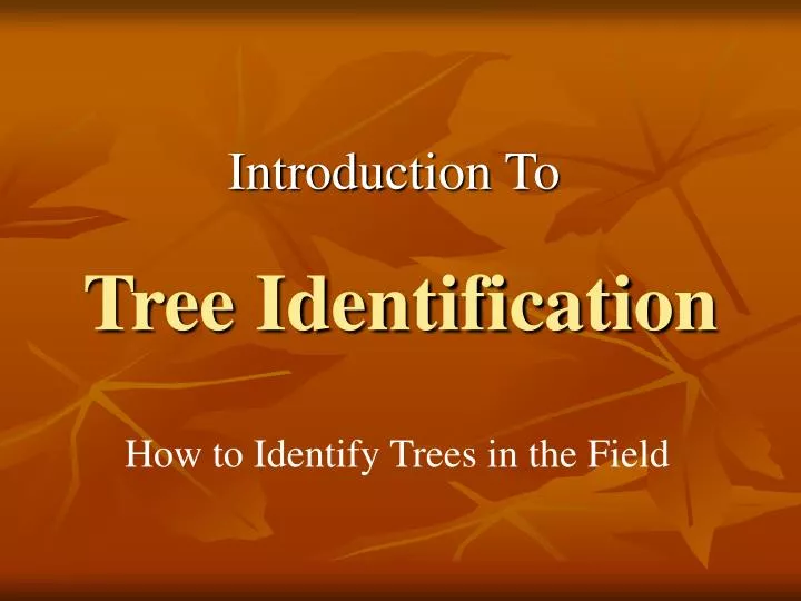 tree identification