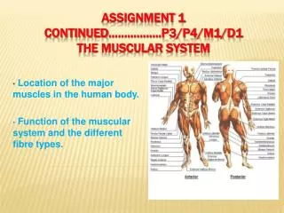 Assignment 1 continued …………….. P3/P4/M1/D1 The muscular system