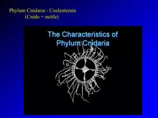 Phylum Cnidaria - Coelenterata 	(Cnido = nettle)