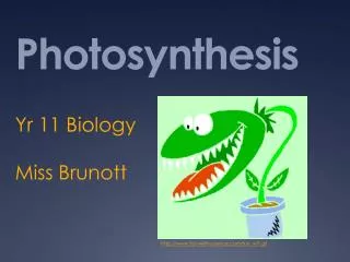 Photosynthesis