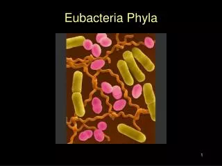 Eubacteria Phyla