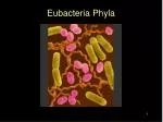 Eubacteria Phyla - slide 1