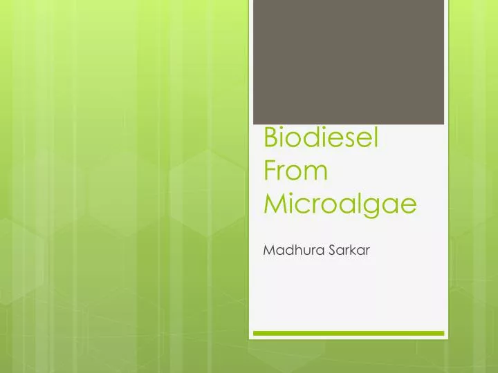 biodiesel from microalgae