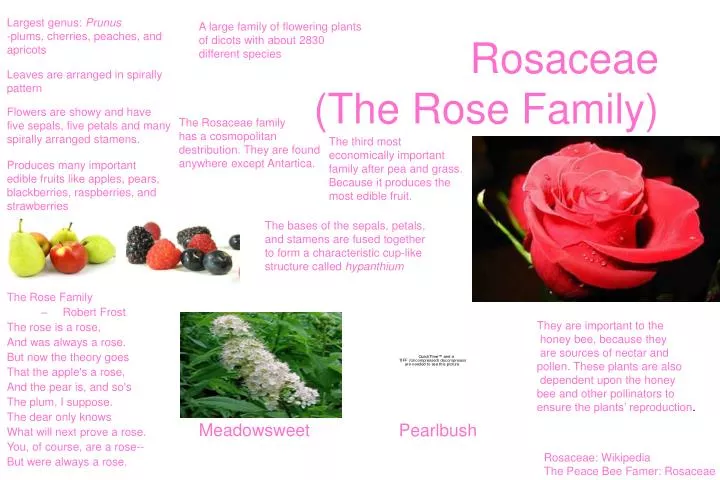 rosaceae the rose family