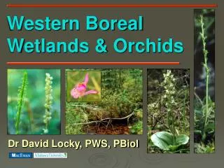 Western Boreal Wetlands &amp; Orchids