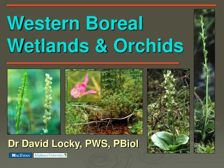 western boreal wetlands orchids