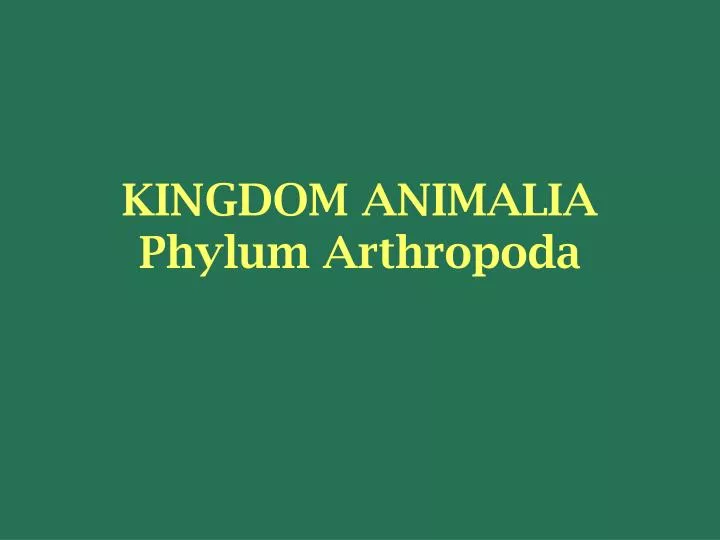 kingdom animalia phylum arthropoda