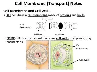 Cell Membrane (Transport) Notes Cell Membrane and Cell Wall: ALL cells have a cell membrane made of proteins and li