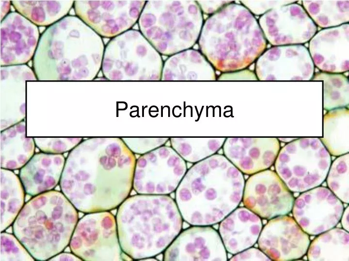 parenchyma