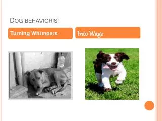 Dog behaviorist