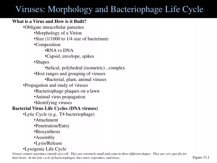 viruses morphology and bacteriophage life cycle