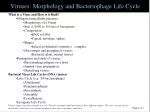 Viruses: Morphology and Bacteriophage Life Cycle