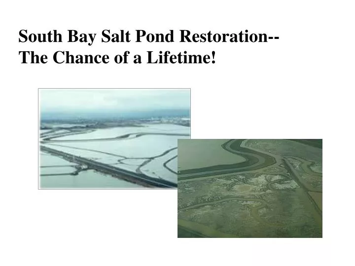 south bay salt pond restoration the chance of a lifetime