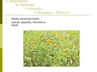 C: Magnoliopsida 	SC: Delleniidae 		O: Primulales 			F: Primulaceae “Primroses”