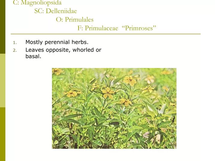 c magnoliopsida sc delleniidae o primulales f primulaceae primroses