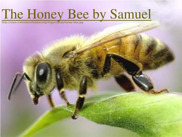 the honey bee by samuel